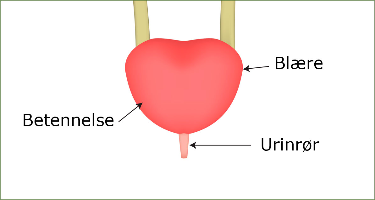 Blærekatar er infeksjon i urinrør og blære.